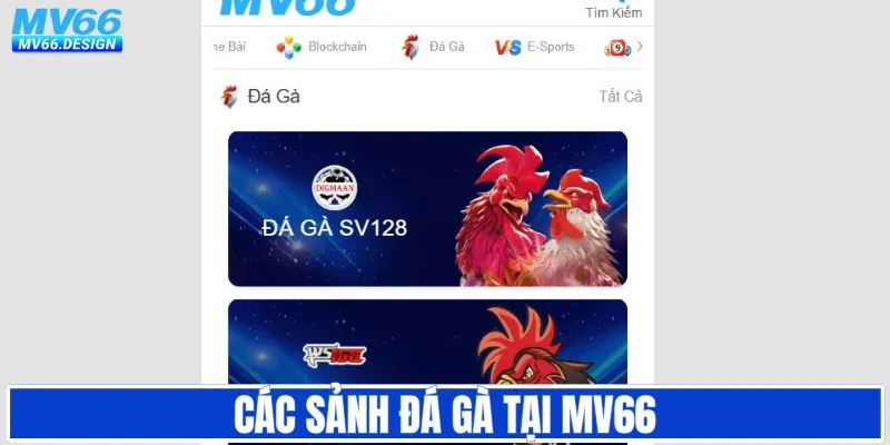 Các sảnh chọi gà uy tín liên kết với MV66