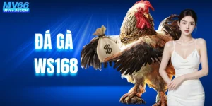 Đá Gà WS168 - Sân Chơi Chọi Kê Đẳng Cấp Cho Hội Viên