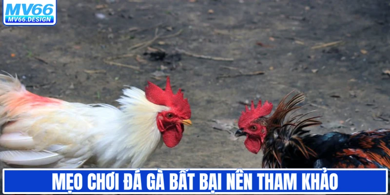 Mẹo chơi đá gà bất bại nên tham khảo 