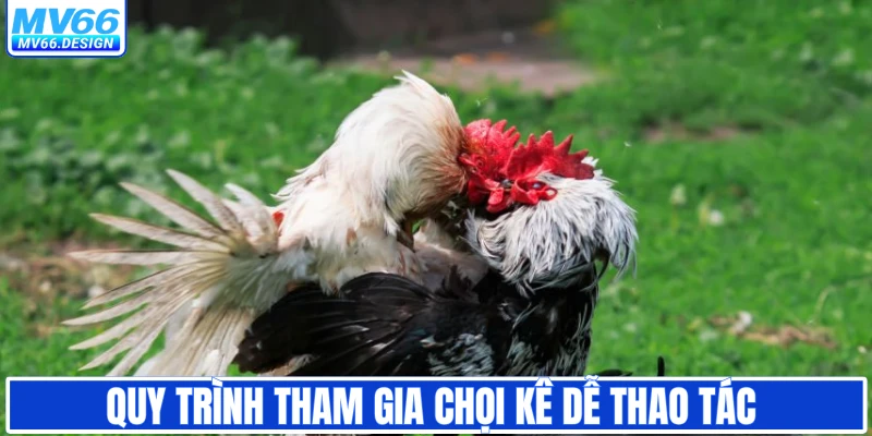 Quy trình tham gia chọi kê dễ thao tác 