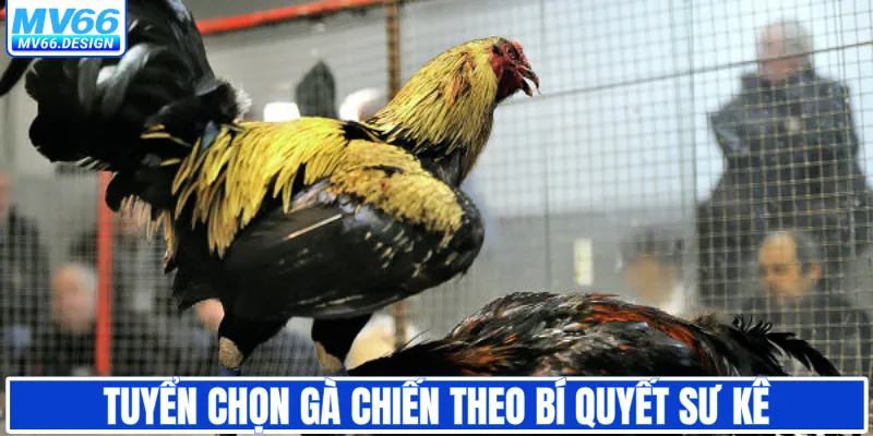 Tuyển chọn gà chiến theo bí quyết sư kê